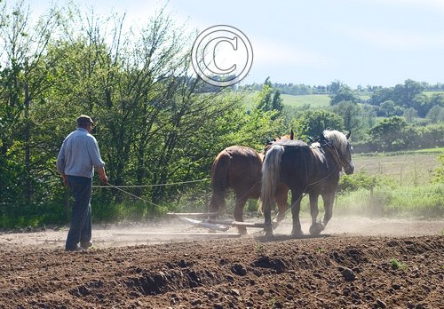 Harrowing in Sweet Corn DM1198